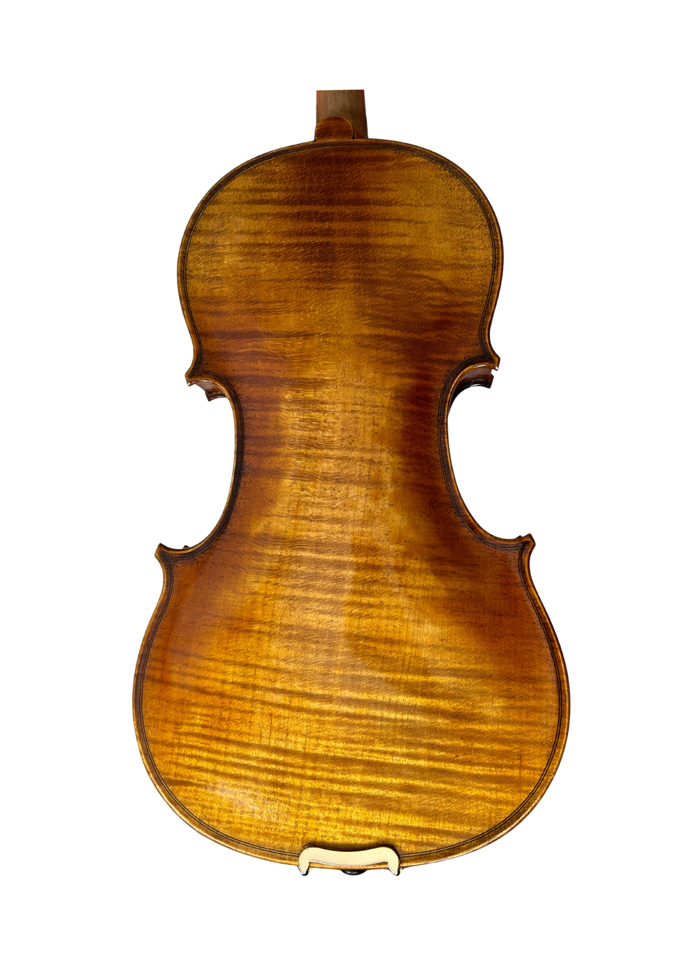 Prima P213 Back
